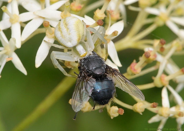 Misumena vatia / Ragno killer